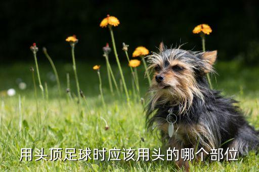 用頭頂足球時應該用頭的哪個部位