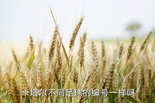  卡塔爾不同足球的編號一樣嗎