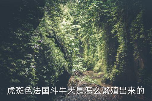 虎班在哪個(gè)機(jī)場 墨爾本,虎斑法國斗牛犬起源于19世紀(jì)英格蘭