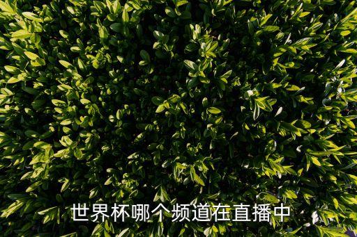 世界杯 哪個(gè)臺(tái),國(guó)際籃聯(lián)主辦第19屆女籃世界杯決賽全程直播