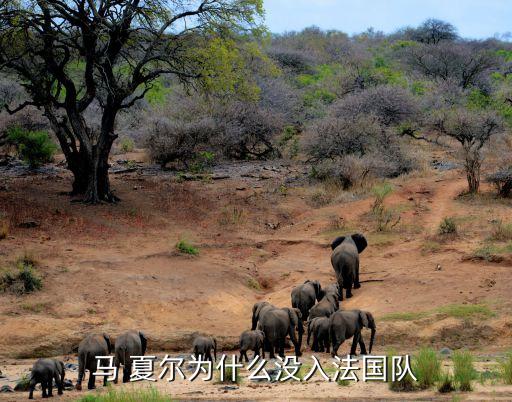 馬 夏爾為什么沒入法國隊