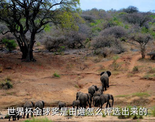 世界杯金球獎(jiǎng)是由誰怎么評選出來的