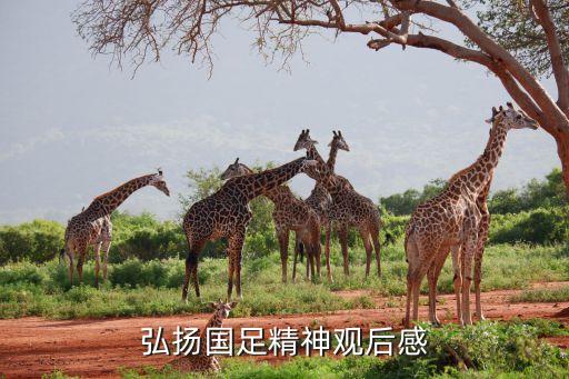 弘揚(yáng)國足精神觀后感