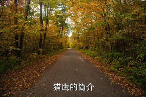 獵鷹二代足球鞋,阿迪達(dá)斯獵鷹足球鞋適合什么位置?