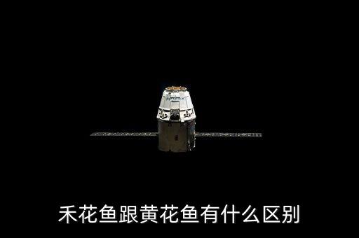 禾花魚(yú)跟黃花魚(yú)有什么區(qū)別