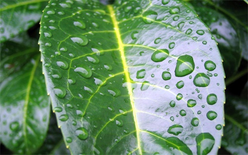 阿森納是哪個(gè)國家的,托特納姆熱切拜仁慕尼黑球隊(duì)爭冠軍