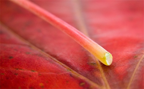 比捷亞足球是哪個(gè)國家,足球起源于中國，故事源自中國
